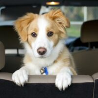 DogInCar DogInCar